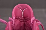Zoom Kobe 6 Protro¡°Think Pink¡± Dj3596-600